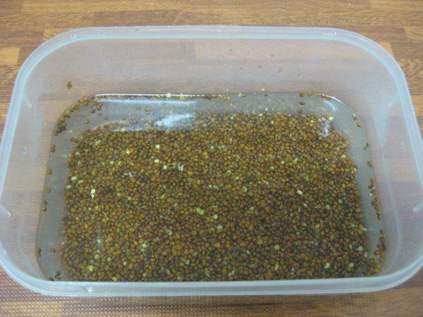 Lấy giấy ăn trồng rau mầm, 7 ngày sau rau mọc um tùm, xanh mướt-3