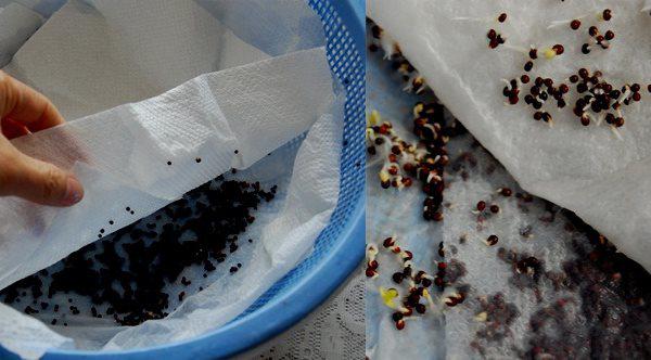 Lấy giấy ăn trồng rau mầm, 7 ngày sau rau mọc um tùm, xanh mướt-4