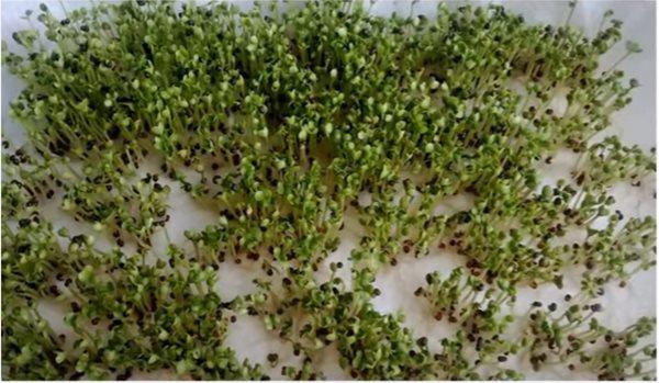 Lấy giấy ăn trồng rau mầm, 7 ngày sau rau mọc um tùm, xanh mướt-5