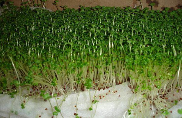 Lấy giấy ăn trồng rau mầm, 7 ngày sau rau mọc um tùm, xanh mướt-6