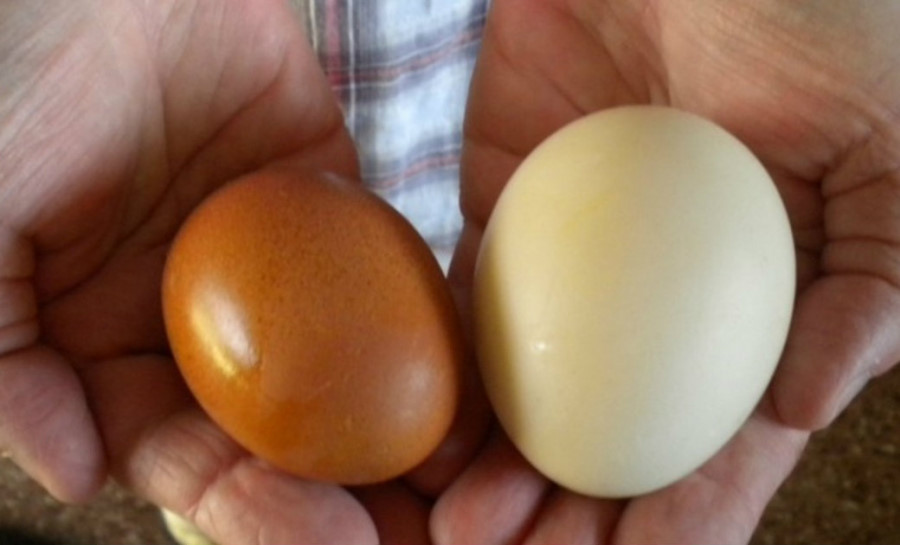 Phân biệt loại trứng người bán không dám ăn nhưng vẫn âm thầm bán-1