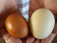 Phân biệt loại trứng người bán không dám ăn nhưng vẫn âm thầm bán