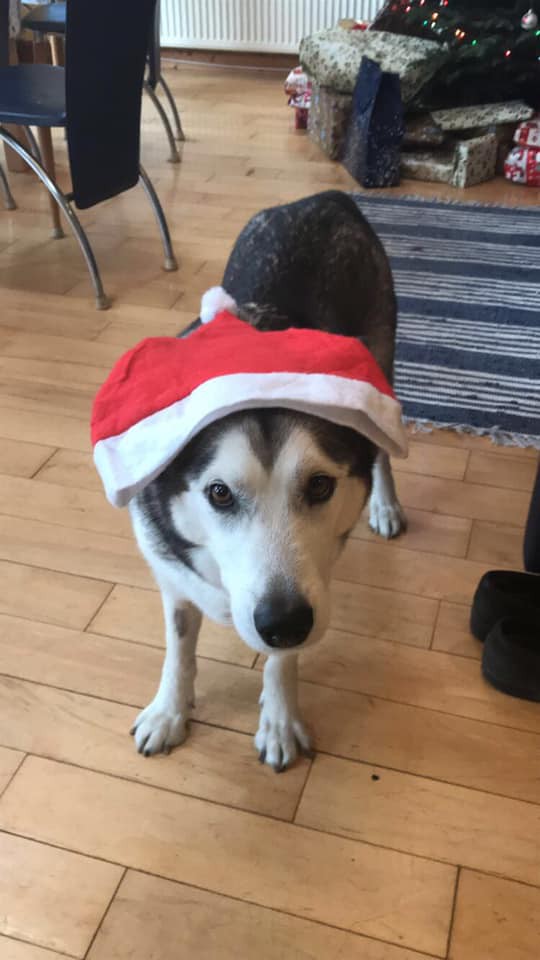 Cô gái đi du lịch về thấy chó cưng đã chết, thậm chí còn bị nhân viên chăm sóc quấn băng dính chặt cứng một cục-1