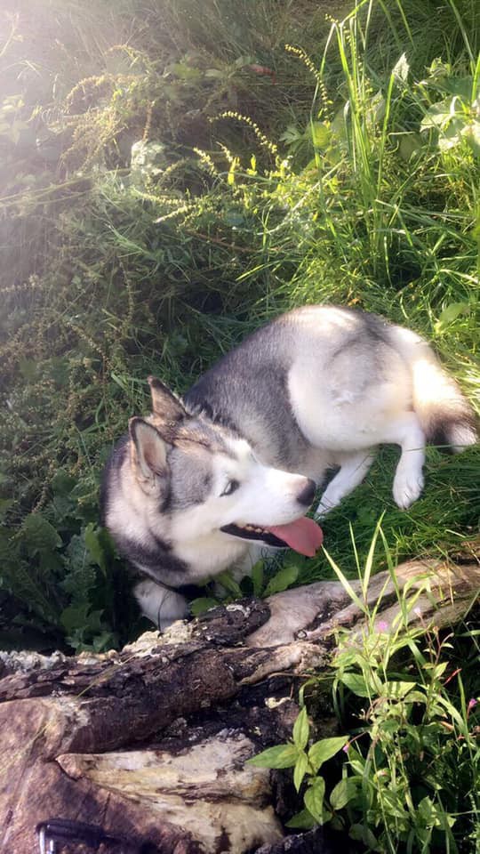 Cô gái đi du lịch về thấy chó cưng đã chết, thậm chí còn bị nhân viên chăm sóc quấn băng dính chặt cứng một cục-4