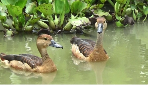 Nuôi loài chim nhìn như vịt nhưng đại bổ, có giá nửa triệu/con-1