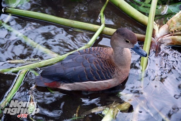 Nuôi loài chim nhìn như vịt nhưng đại bổ, có giá nửa triệu/con-2