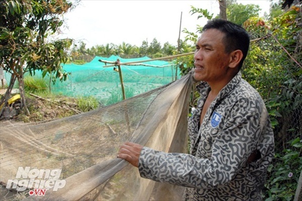 Nuôi loài chim nhìn như vịt nhưng đại bổ, có giá nửa triệu/con-4