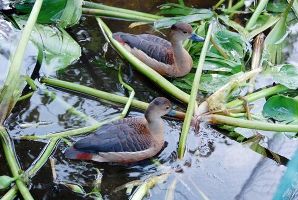 Nuôi loài chim nhìn như vịt nhưng đại bổ, có giá nửa triệu/con-5