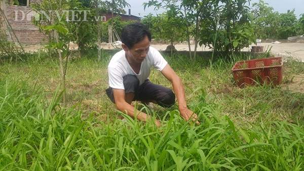Làm giàu ở nông thôn: Nuôi thỏ bắt ăn kham khổ, bán đắt như tôm tươi-2