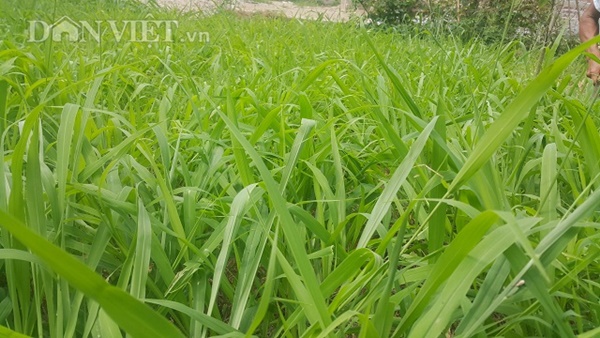 Làm giàu ở nông thôn: Nuôi thỏ bắt ăn kham khổ, bán đắt như tôm tươi-4