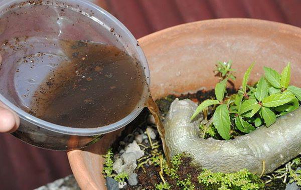 Thấy con dâu giữ lại túi lọc trà, mẹ chồng rình” theo thì té ngửa…-3