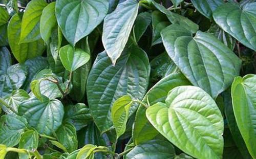 Đổ muối lên quần jeans, cả đời không lo bai nhão mặc 1 năm vẫn nguyên màu như mới-3