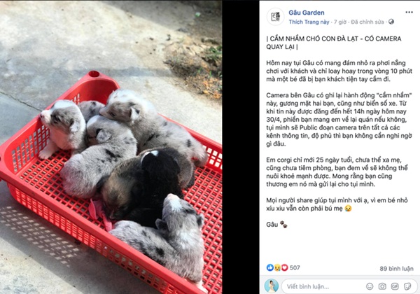 Đôi bạn trẻ vào uống cà phê ở Đà Lạt rồi bế nhầm luôn chú chó Corgi 25 ngày tuổi của chủ quán-1