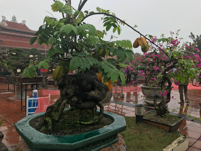 Trả hàng trăm triệu đồng để mua cây khế bé tẹo, chủ nhân vẫn quyết từ chối-2