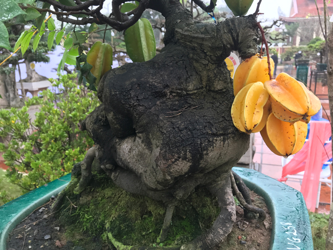 Trả hàng trăm triệu đồng để mua cây khế bé tẹo, chủ nhân vẫn quyết từ chối-3