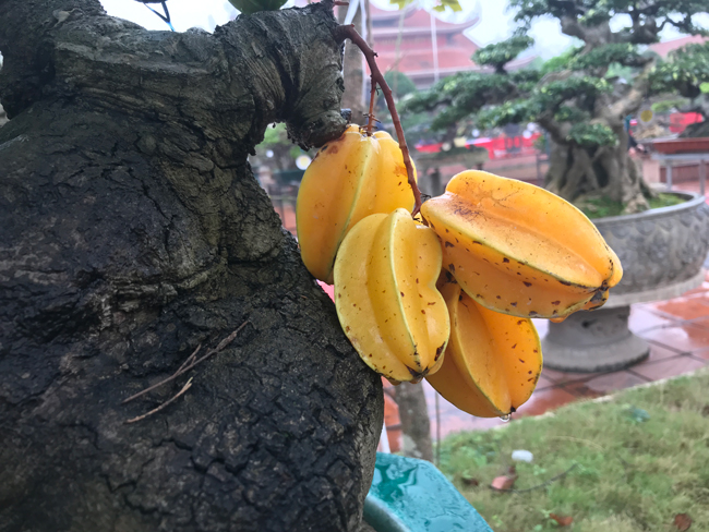 Trả hàng trăm triệu đồng để mua cây khế bé tẹo, chủ nhân vẫn quyết từ chối-4