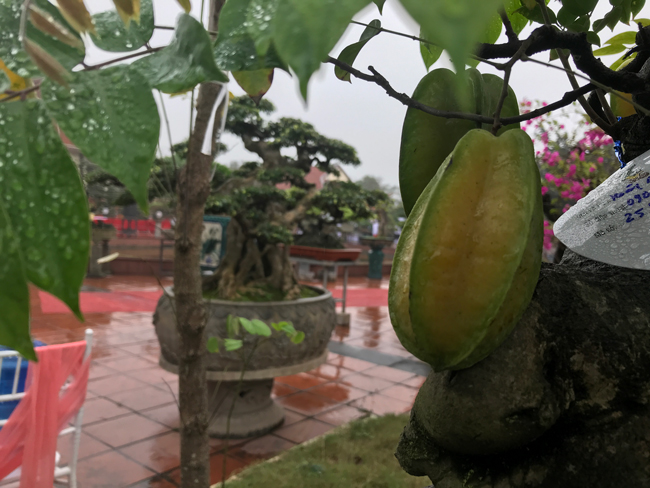 Trả hàng trăm triệu đồng để mua cây khế bé tẹo, chủ nhân vẫn quyết từ chối-5