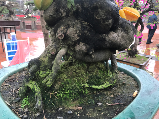 Trả hàng trăm triệu đồng để mua cây khế bé tẹo, chủ nhân vẫn quyết từ chối-7