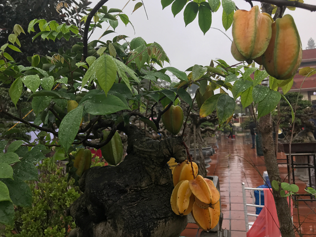 Trả hàng trăm triệu đồng để mua cây khế bé tẹo, chủ nhân vẫn quyết từ chối-8