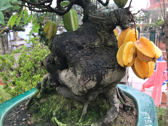 Trả hàng trăm triệu đồng để mua cây khế bé tẹo, chủ nhân vẫn quyết từ chối-9