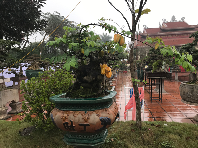 Trả hàng trăm triệu đồng để mua cây khế bé tẹo, chủ nhân vẫn quyết từ chối-10