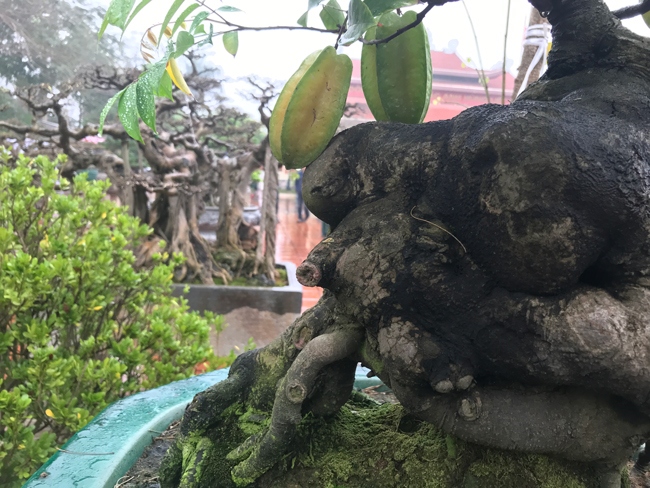 Trả hàng trăm triệu đồng để mua cây khế bé tẹo, chủ nhân vẫn quyết từ chối-11