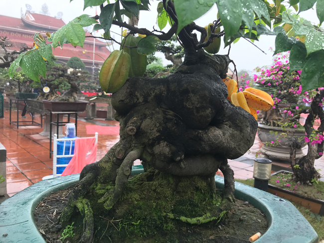 Trả hàng trăm triệu đồng để mua cây khế bé tẹo, chủ nhân vẫn quyết từ chối-12