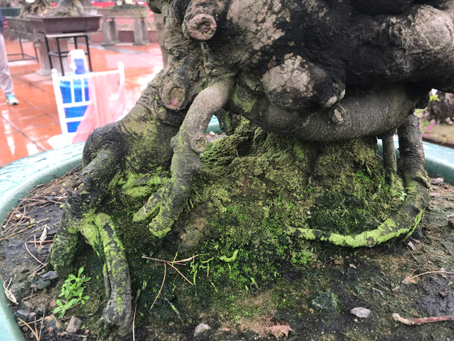 Trả hàng trăm triệu đồng để mua cây khế bé tẹo, chủ nhân vẫn quyết từ chối-13