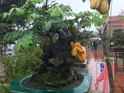 Lạ Nghệ An: Đổ xô kéo đến thắp hương cụ khế trăm tuổi để lấy may-7