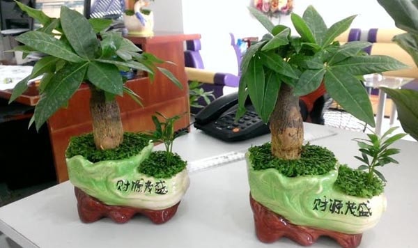 Chọn trúng loại cây phong thủy hợp ngành nghề này, tài lộc cứ thế cuốn đến, tiền ùa về như nước-1