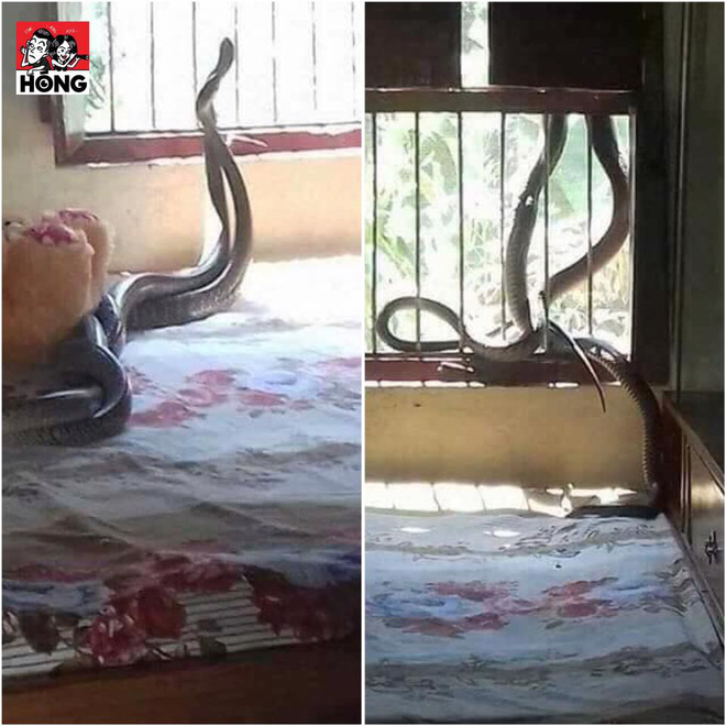 Nghe thấy tiếng hét của bạn, chạy qua thì thấy cảnh tượng đáng sợ trên giường-1