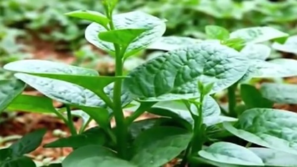 Mồng tơi, rau vua của ngày hè vì sao người sỏi thận lại không nên ăn?-1