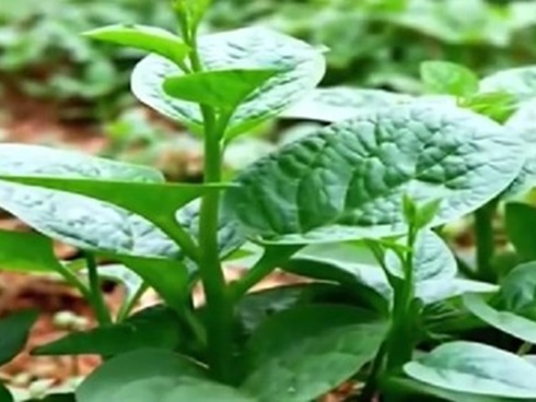Rau mồng tơi: Cực tốt và cực độc, biết mà tránh khi ăn kẻo rước họa vào người-6