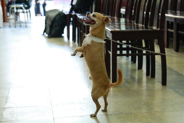 Rơi nước mắt với hình ảnh chú cún nhỏ buộc khăn tang trắng, quanh quẩn không rời bên linh cữu cố nghệ sĩ Lê Bình-7