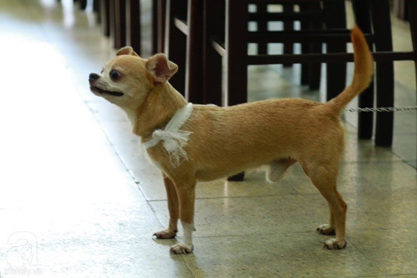 Rơi nước mắt với hình ảnh chú cún nhỏ buộc khăn tang trắng, quanh quẩn không rời bên linh cữu cố nghệ sĩ Lê Bình-8