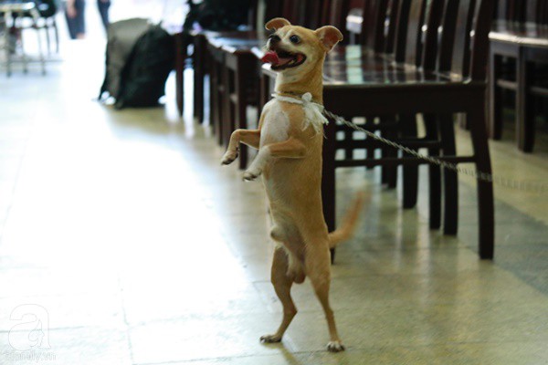 Rơi nước mắt với hình ảnh chú cún nhỏ buộc khăn tang trắng, quanh quẩn không rời bên linh cữu cố nghệ sĩ Lê Bình-9