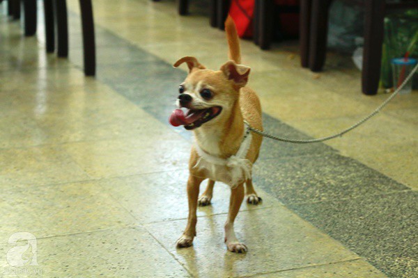 Rơi nước mắt với hình ảnh chú cún nhỏ buộc khăn tang trắng, quanh quẩn không rời bên linh cữu cố nghệ sĩ Lê Bình-4