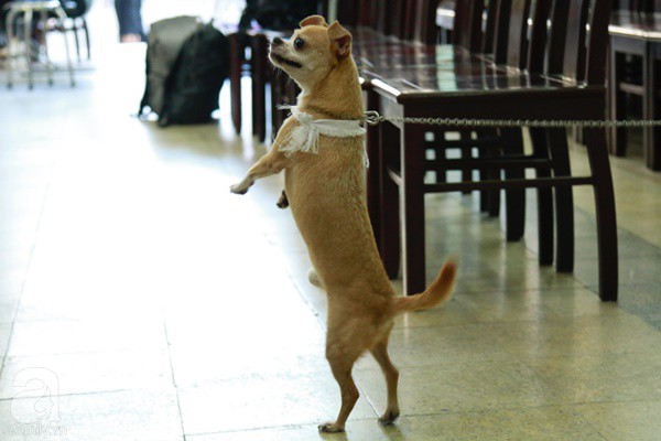 Rơi nước mắt với hình ảnh chú cún nhỏ buộc khăn tang trắng, quanh quẩn không rời bên linh cữu cố nghệ sĩ Lê Bình-2