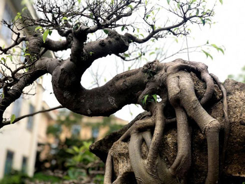 Cây sanh khủng nhất Việt Nam chưa hoàn thiện đã có giá triệu đô-12