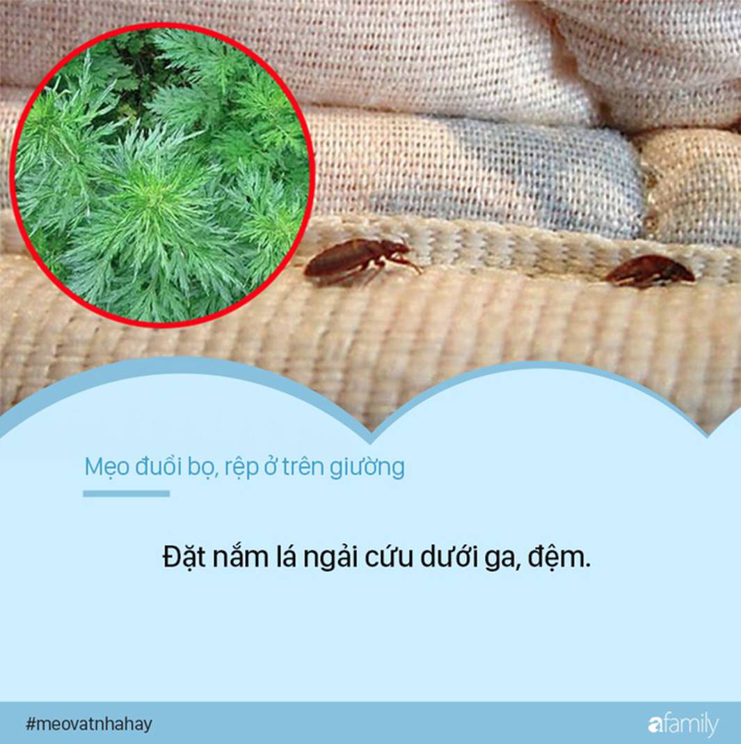 Bọ rệp giường hoành hành ngày mưa ẩm, chỉ cần nguyên liệu này thôi là có thể đánh bay bọn chúng, đặc biệt là số 1-1