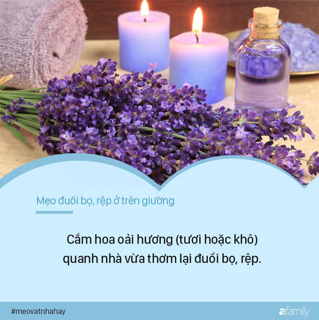 Bọ rệp giường hoành hành ngày mưa ẩm, chỉ cần nguyên liệu này thôi là có thể đánh bay bọn chúng, đặc biệt là số 1-4