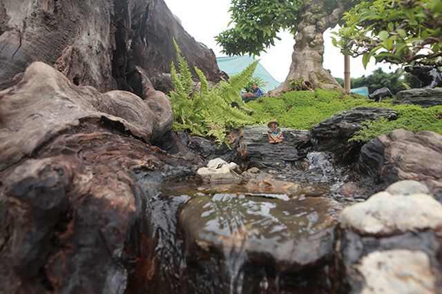 Bỏ 1 tỷ mua 6 cây mai chiếu thủy nở hoa trắng trên khúc gỗ đen sì-7