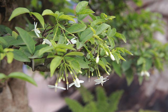 Bỏ 1 tỷ mua 6 cây mai chiếu thủy nở hoa trắng trên khúc gỗ đen sì-11