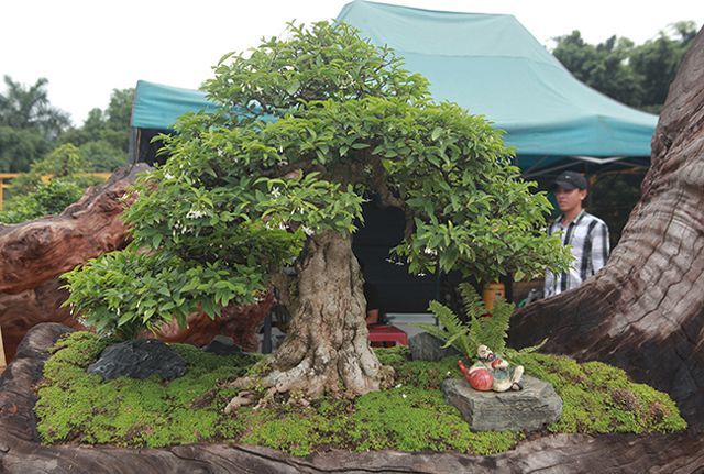 Bỏ 1 tỷ mua 6 cây mai chiếu thủy nở hoa trắng trên khúc gỗ đen sì-9