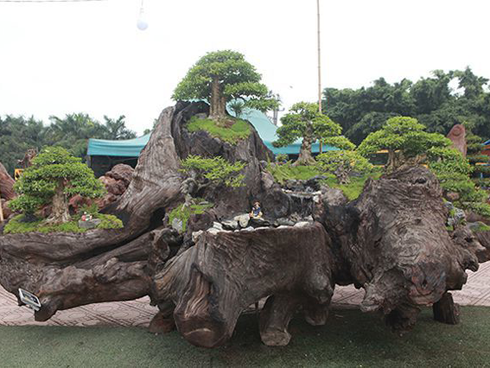 Người đàn ông Nghệ An biến 2 cây duối bỏ đi thành cổng nhà có giá hơn nửa tỷ-16