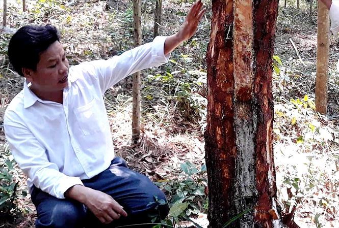 Bất thường thương lái ồ ạt mua vỏ thông khô-1