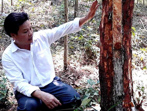 Nông dân Lai Châu lại khó tiêu thụ chuối do quy định từ Trung Quốc-2