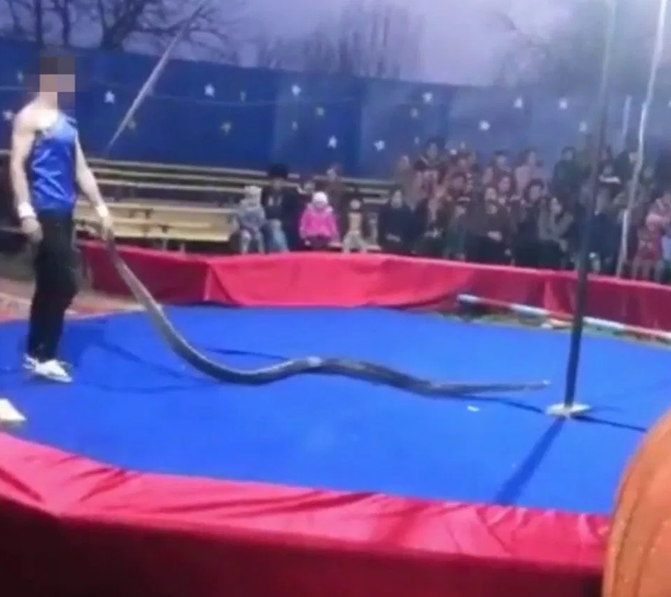 Nga: Diễn viên xiếc bị trăn siết cổ chết ngay trước mắt khán giả-1