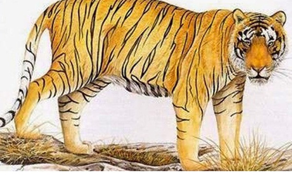 So ĐỘ GIÀU của 12 con giáp: Người lọt lòng đã ở VẠCH ĐÍCH, kẻ về già vớt vát đôi chút hư danh-1
