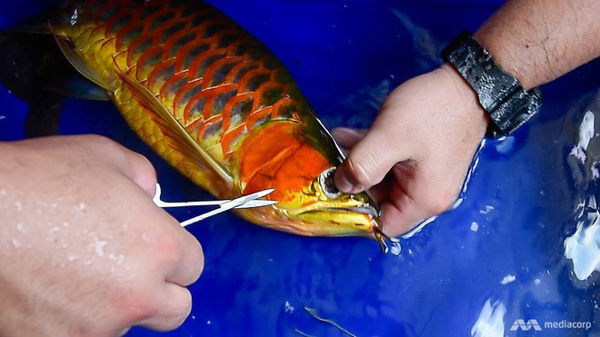 Loài cá phổ biến ở châu Á có giá đắt hơn cả siêu xe Lamborghini-2